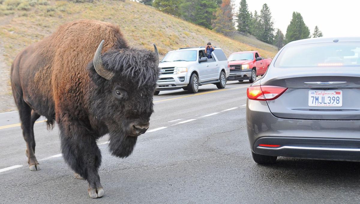 Yellowstone