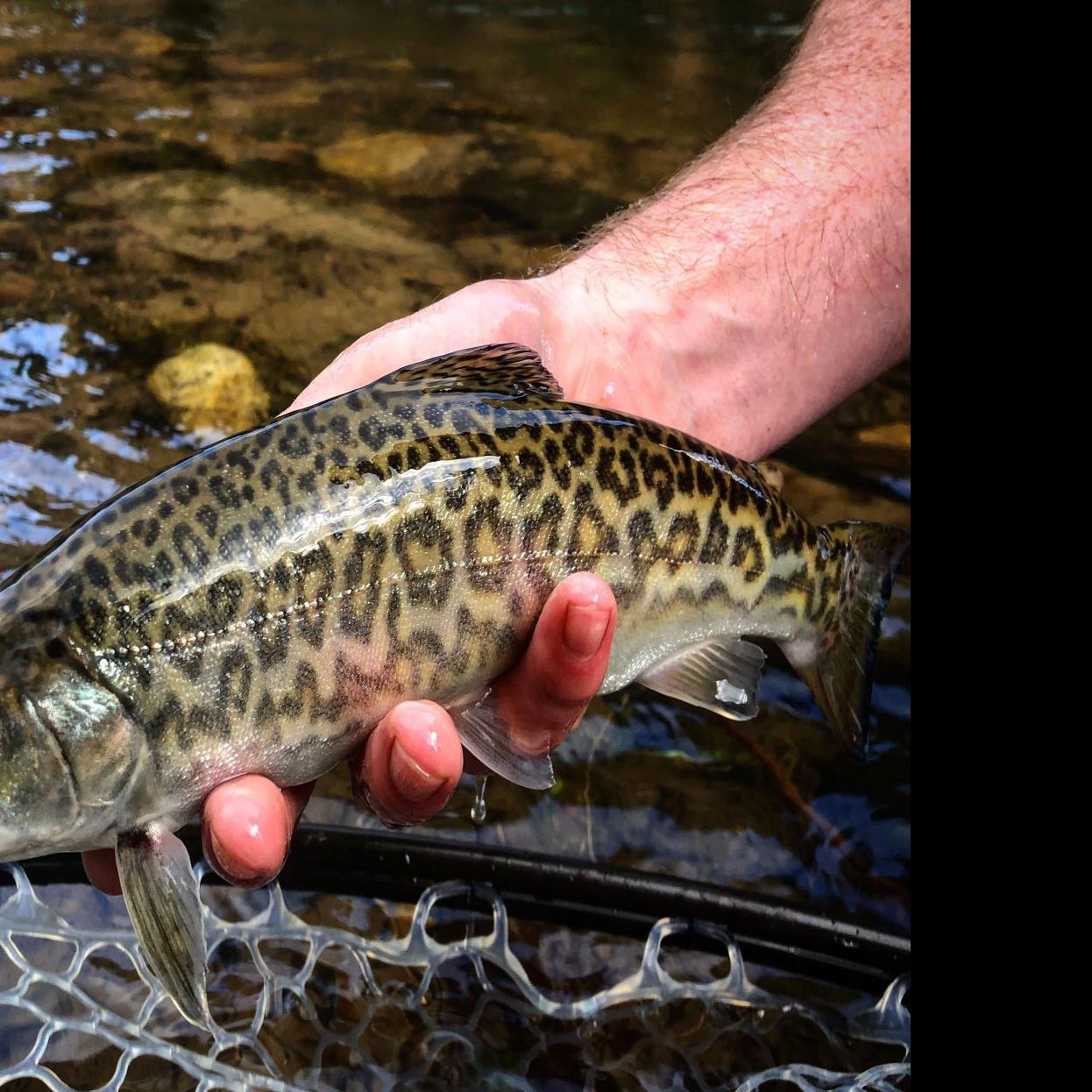 Missoula Angler Catches Rare Hybrid Tiger Trout In Western Montana Outdoors Ravallirepublic Com