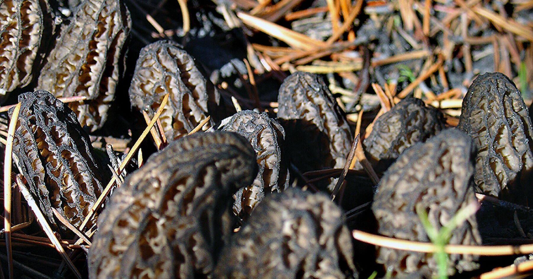 Morel mushrooms at center of Montana food poisoning outbreak - Vimarsana News