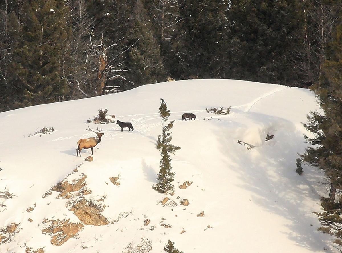 Elk Wolf Stand Off