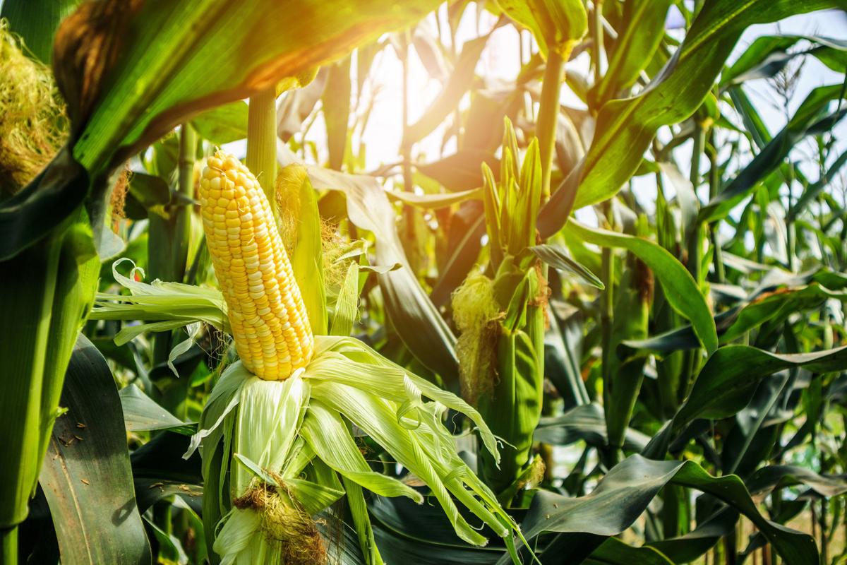 Dirty Fingernails A History Of Sweet Corn And What It Means To You Local News Ravallirepublic Com Dirty Fingernails A History Of Sweet Corn And What It Means To You Local News Ravallirepublic Com