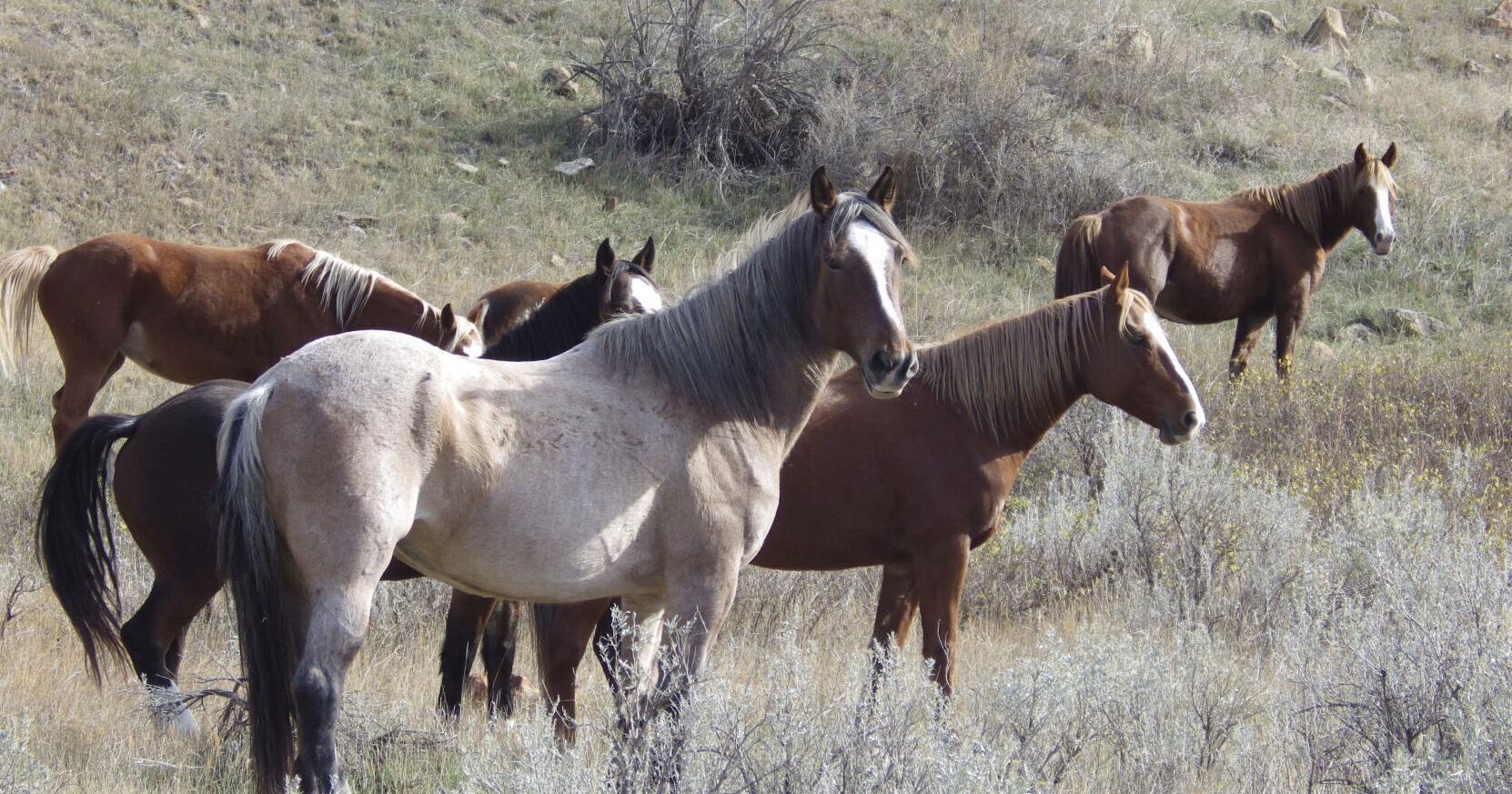 Lawmaker: Wild horses will stay in Theodore Roosevelt NP - Vimarsana News