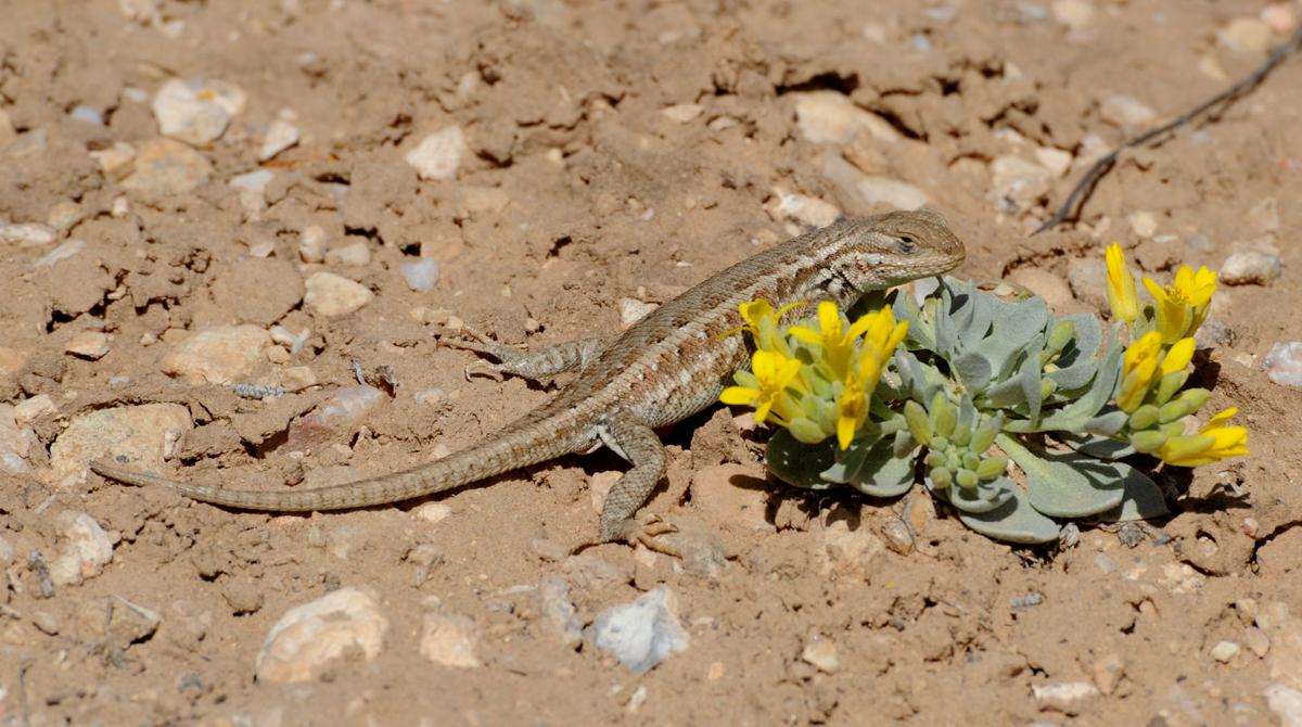 Common sagebrush lizard