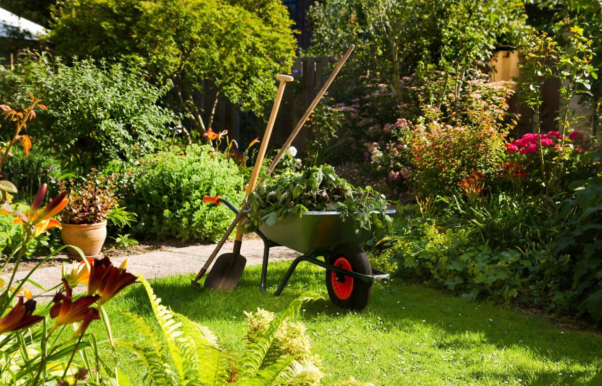 Wheelbarrow in the garden