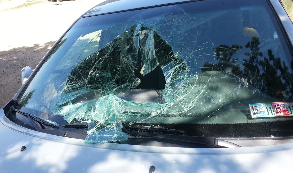 Bear destroys car after getting trapped inside looking for food Local
