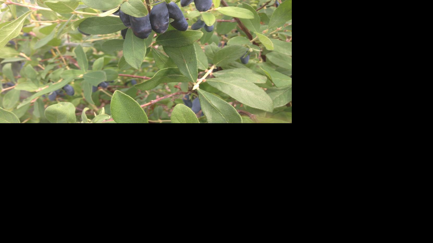 Berries are a favorite in Montana gardens Local News