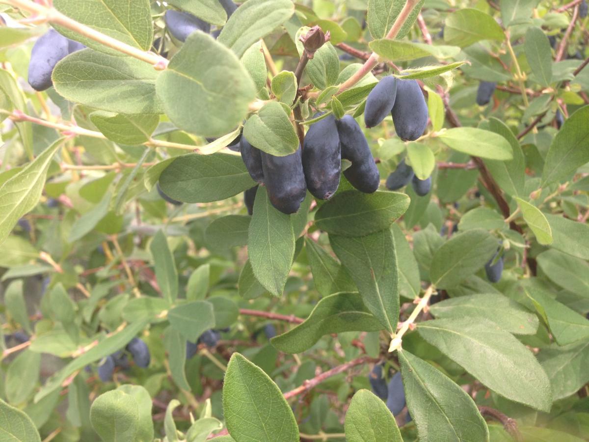 Berries Are A Favorite In Montana Gardens Local News