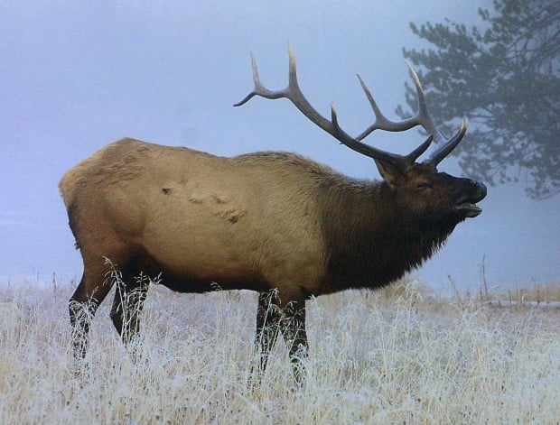 Call and answer: Veteran elk caller Wayne Carlton offers tips for luring in elk