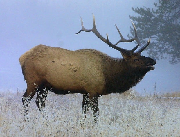 bull elk vitals