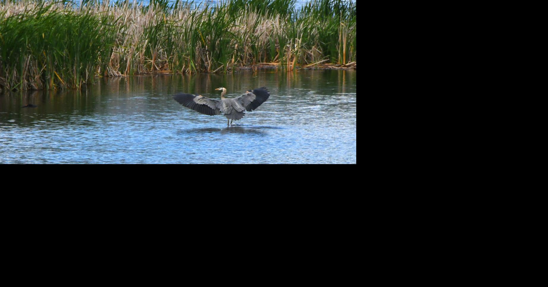 Bitterroot Audubon changes name to Bitterroot Bird Alliance