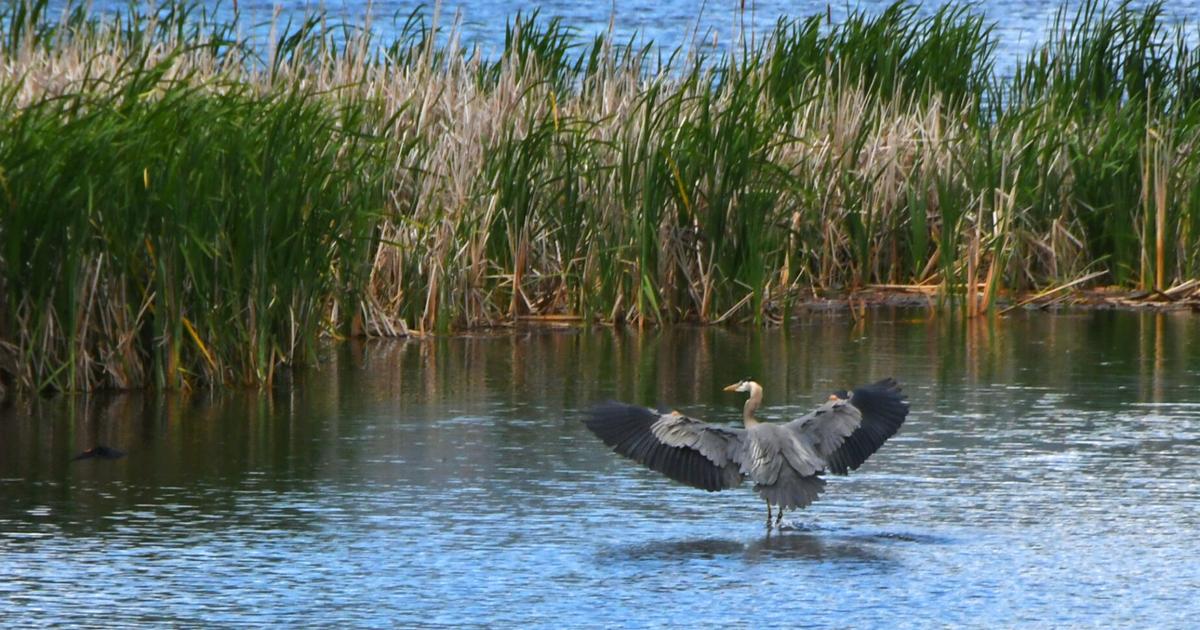 Bitterroot Audubon changes name to Bitterroot Bird Alliance