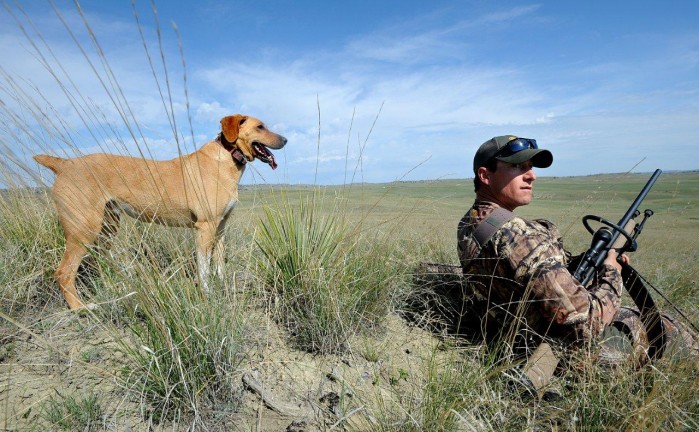 coyote hunting dogs for sale