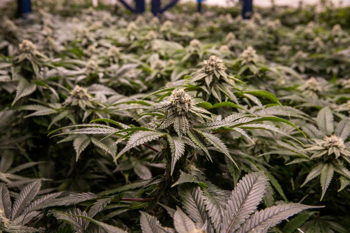 Marijuana Plant
