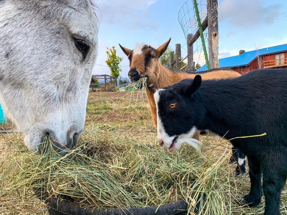 With spring comes lice in the goat barn