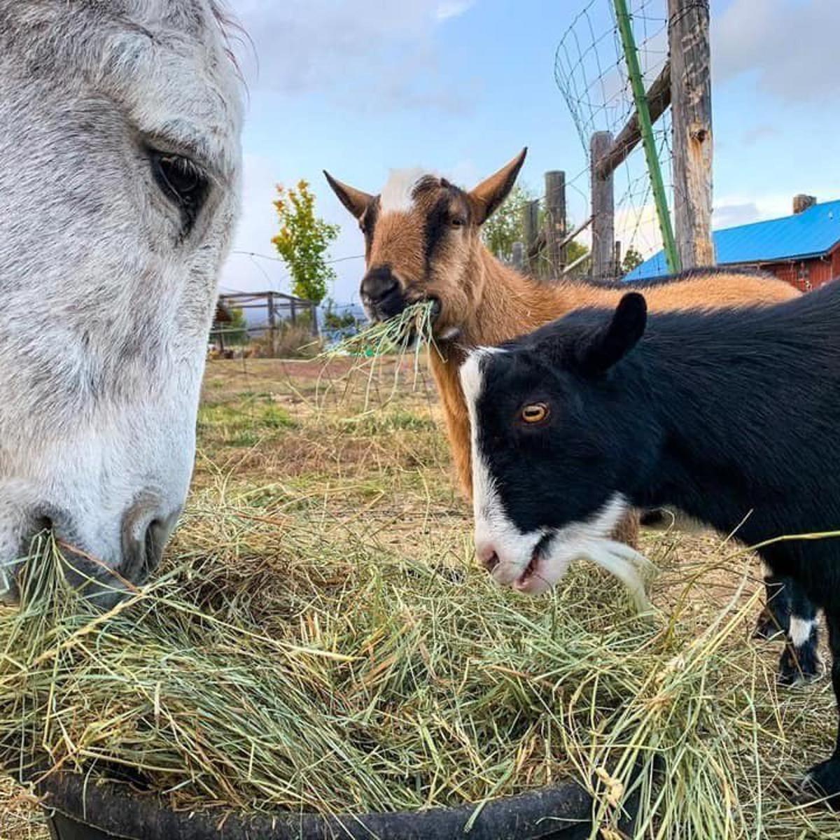 With Spring Comes Lice In The Goat Barn Local News Ravallirepublic Com With Spring Comes Lice In The Goat Barn Local News Ravallirepublic Com