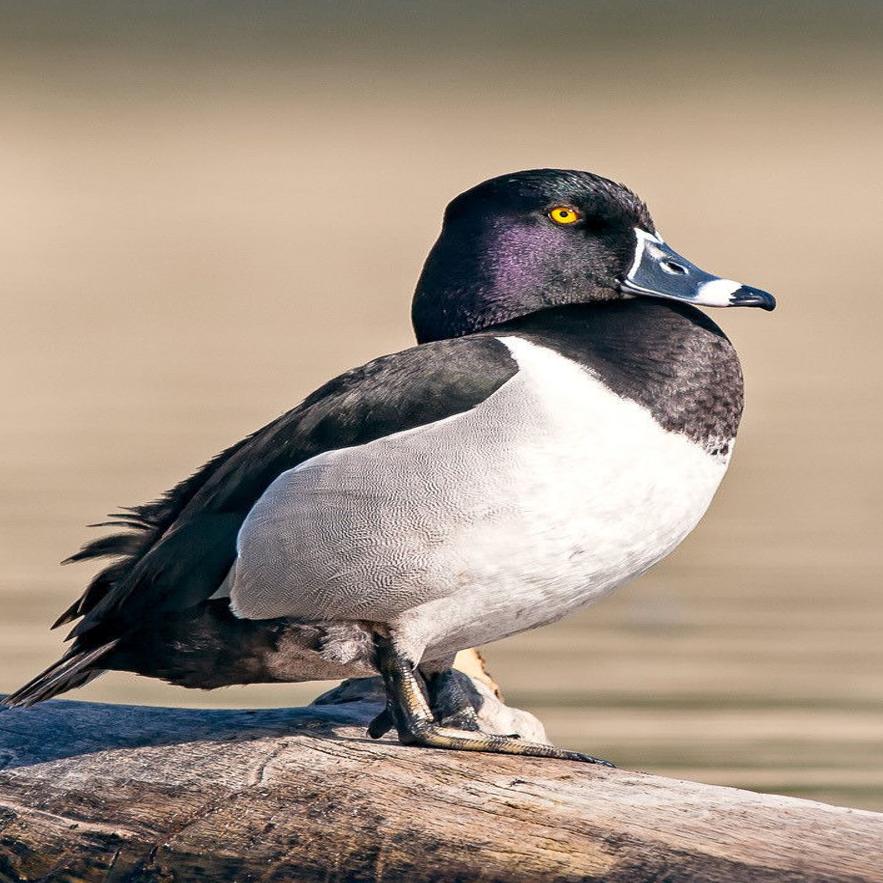 ringneck duck