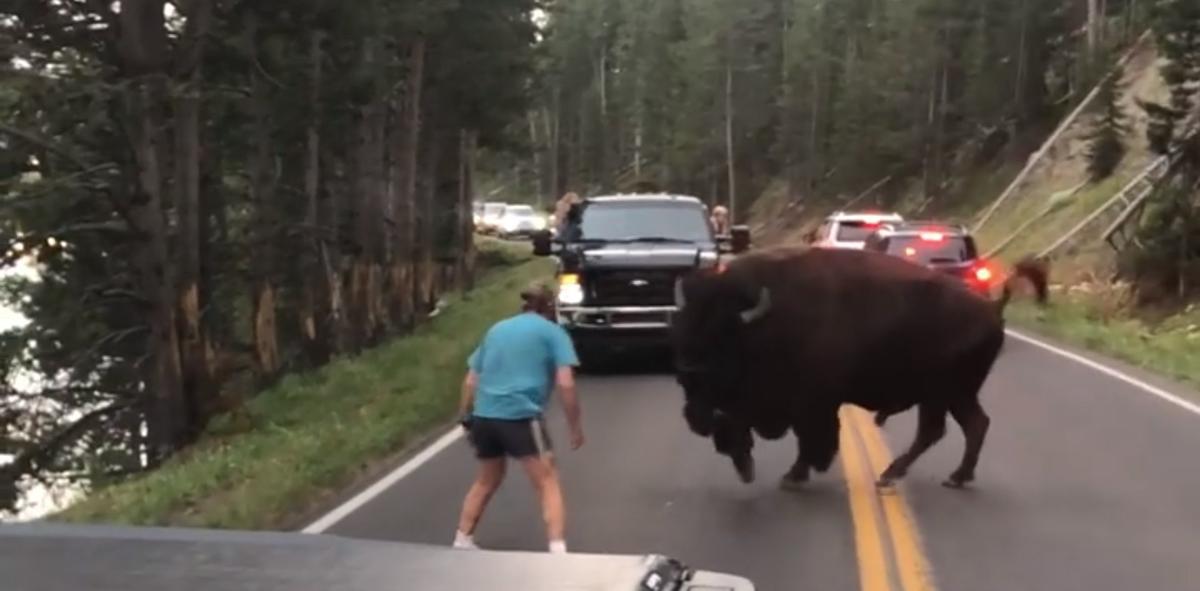 Man harasses Yellowstone bison
