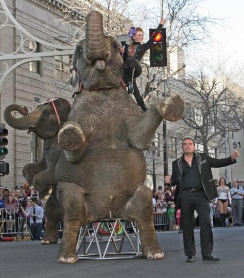 Jordan World Circus performance elephants