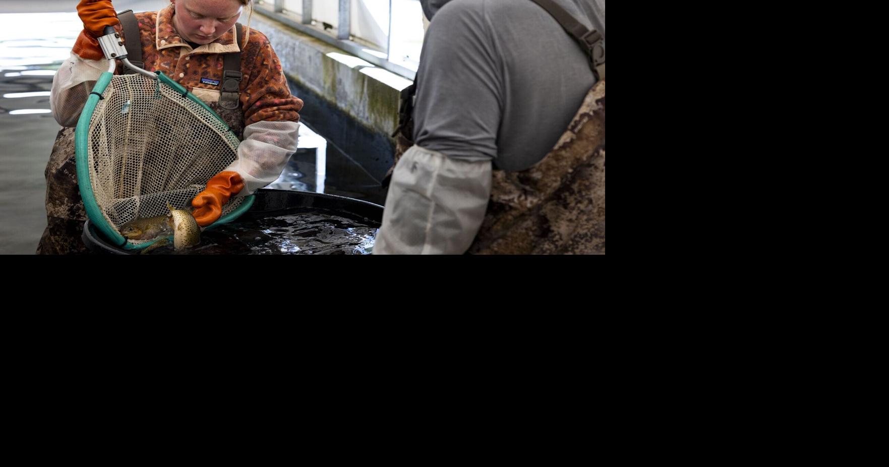 Montana's oldest state-run trout hatchery is a bird feeder