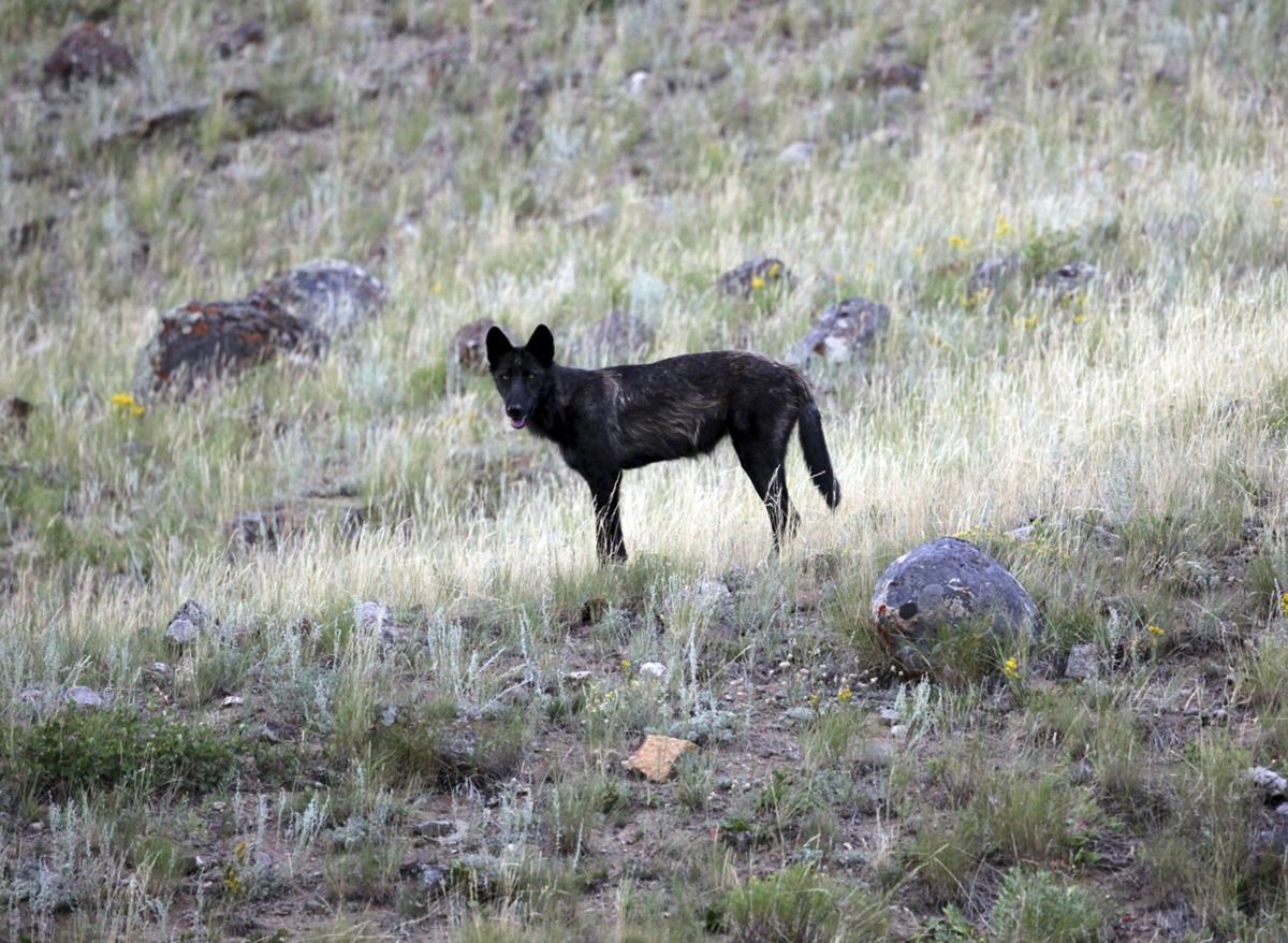 A yearling wolf pup roams