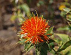 Big Baldy, Rubis Red new MSU safflower varieties for cover crop mixtures