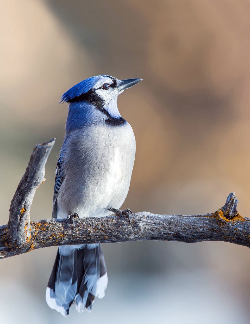 Blue Jay Sighting A Happy Surprise At Teller Refuge Local News Ravallirepublic Com