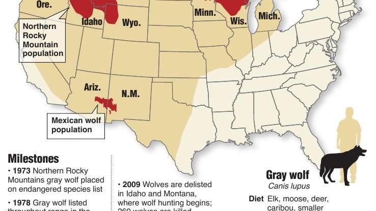 Gray Wolf Range Ravallirepublic Com