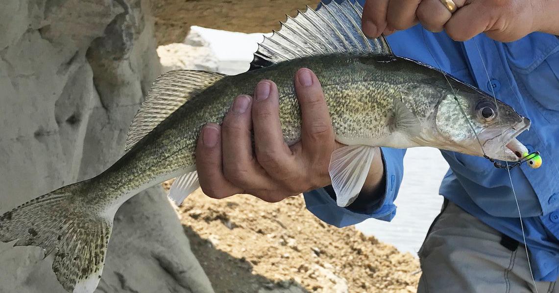 Bigger walleye, Pines for Perch: Montana FWP offers update on Upper Missouri fisheries plan