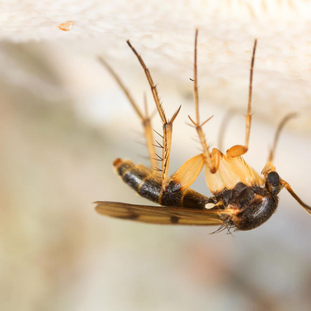 Dirty Fingernails How To Get Rid Of Fungus Gnats Home Garden