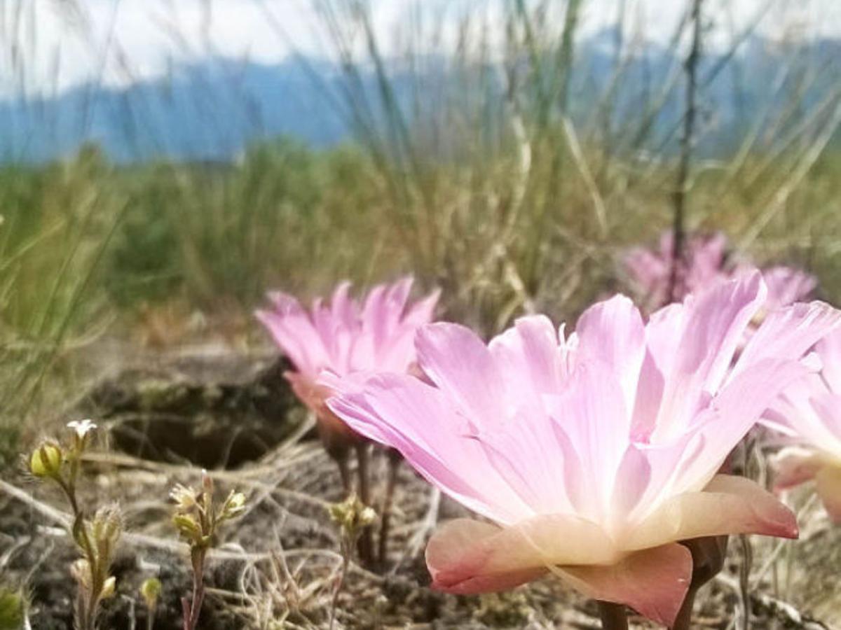 Bitterroot Icons Bitterroot Flower Life In The Bitterroot Ravallirepublic Com Bitterroot Icons Bitterroot Flower Life In The Bitterroot Ravallirepublic Com