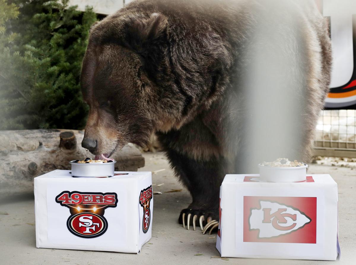 ZooMontana's Ozzy the grizzly bear picks 49ers to win Super Bowl