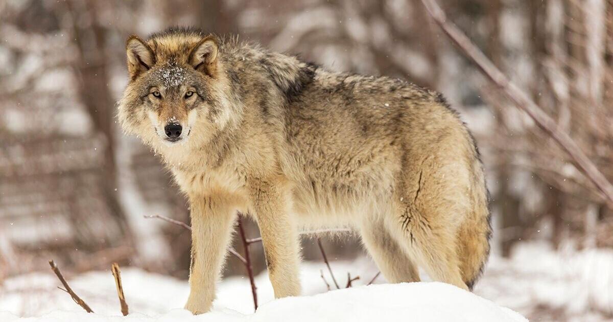 Montanans show increasing tolerance of wolves - Vimarsana News