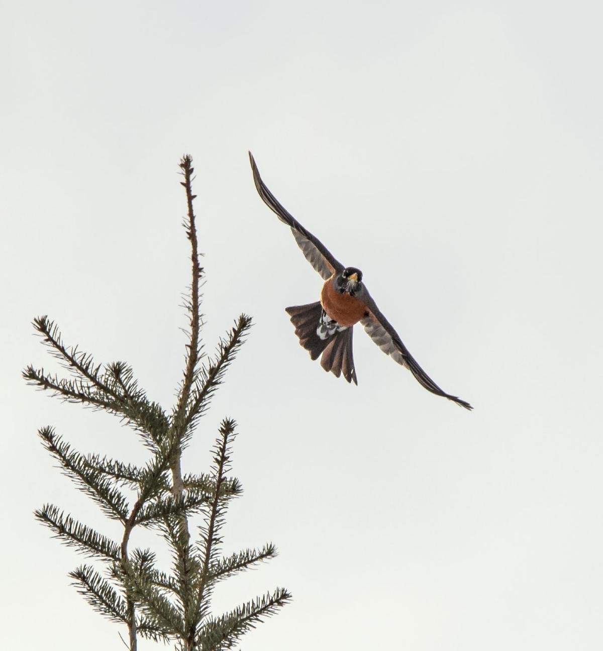 American Robins Bobbing In The Bitterroot Local News