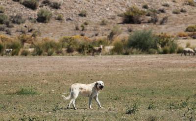 What ravens, dogs, sheep and grizzlies all have to do with a Big Hole ranch