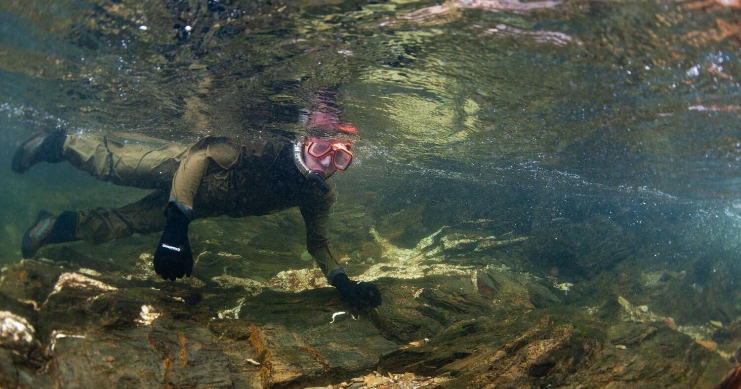 UM students snorkel Rattlesnake Creek for fisheries data - Vimarsana News