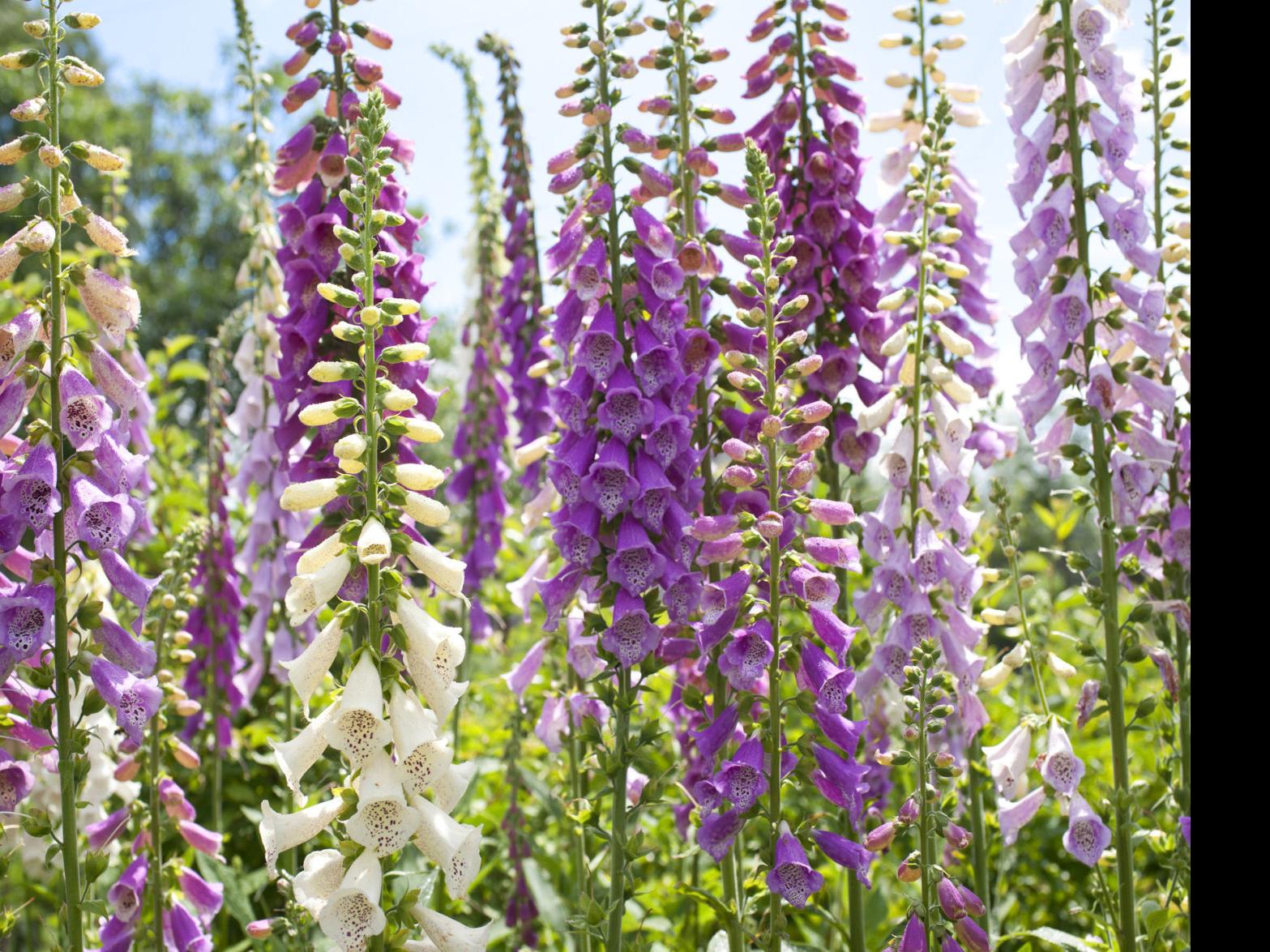 Farah Learning Fun Foxgloves Flowers Sun Or Shade / Yard Garden