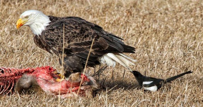 Feature photos: Brave little bird in the Bitterroot