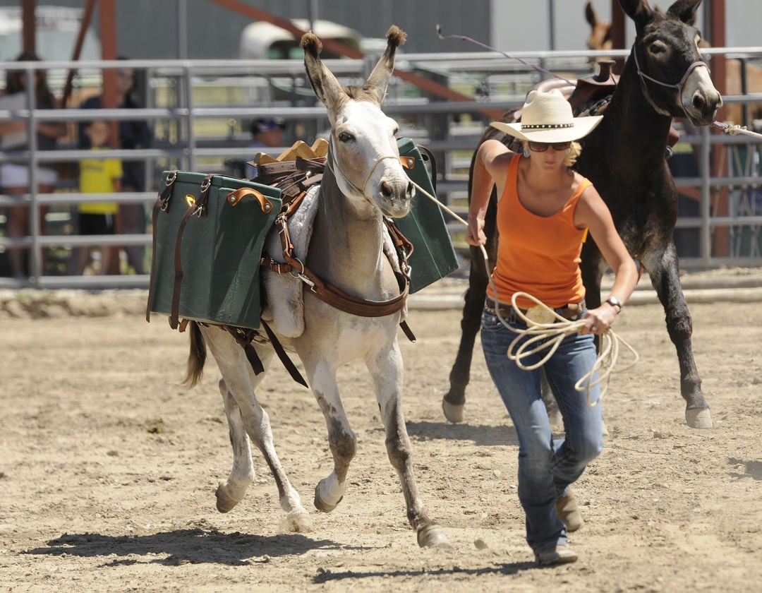 Feature photo Montana Mule days Local News