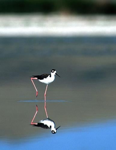 Black-necked Stilt Drink Wrap  Adjustable wildlife Cozies - Laterzees