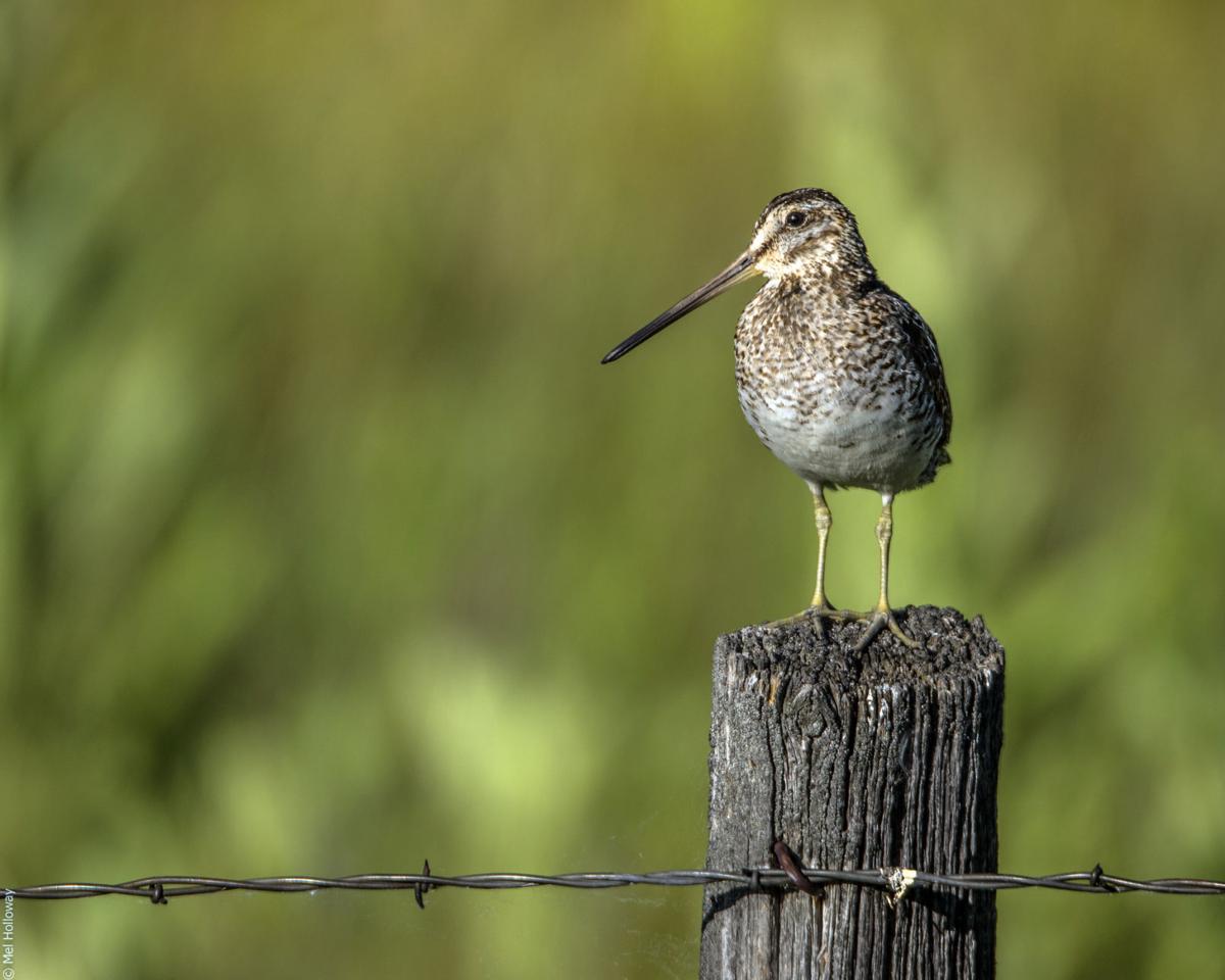 pix Snipe Hunting Picture Of A Snipe wilson snipe this is no snipe hunt