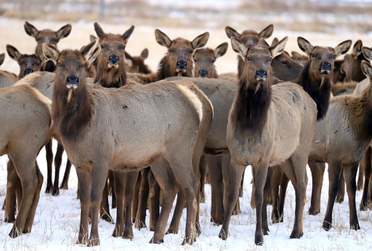 Elk in the Bitterroot
