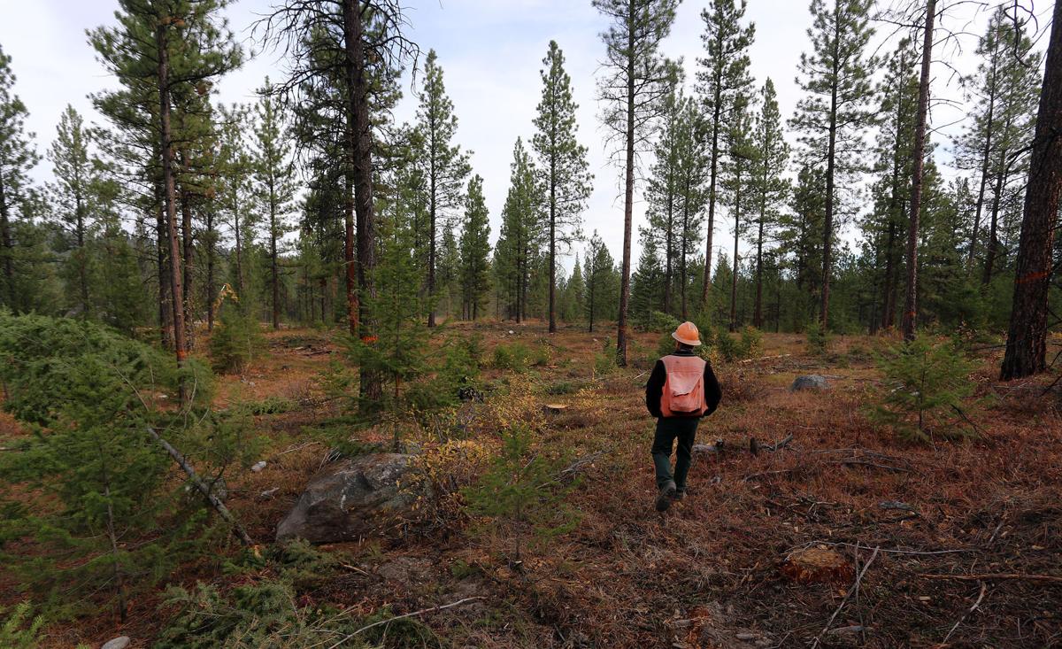Two Ravalli County projects on Montana Forest Action Plan list