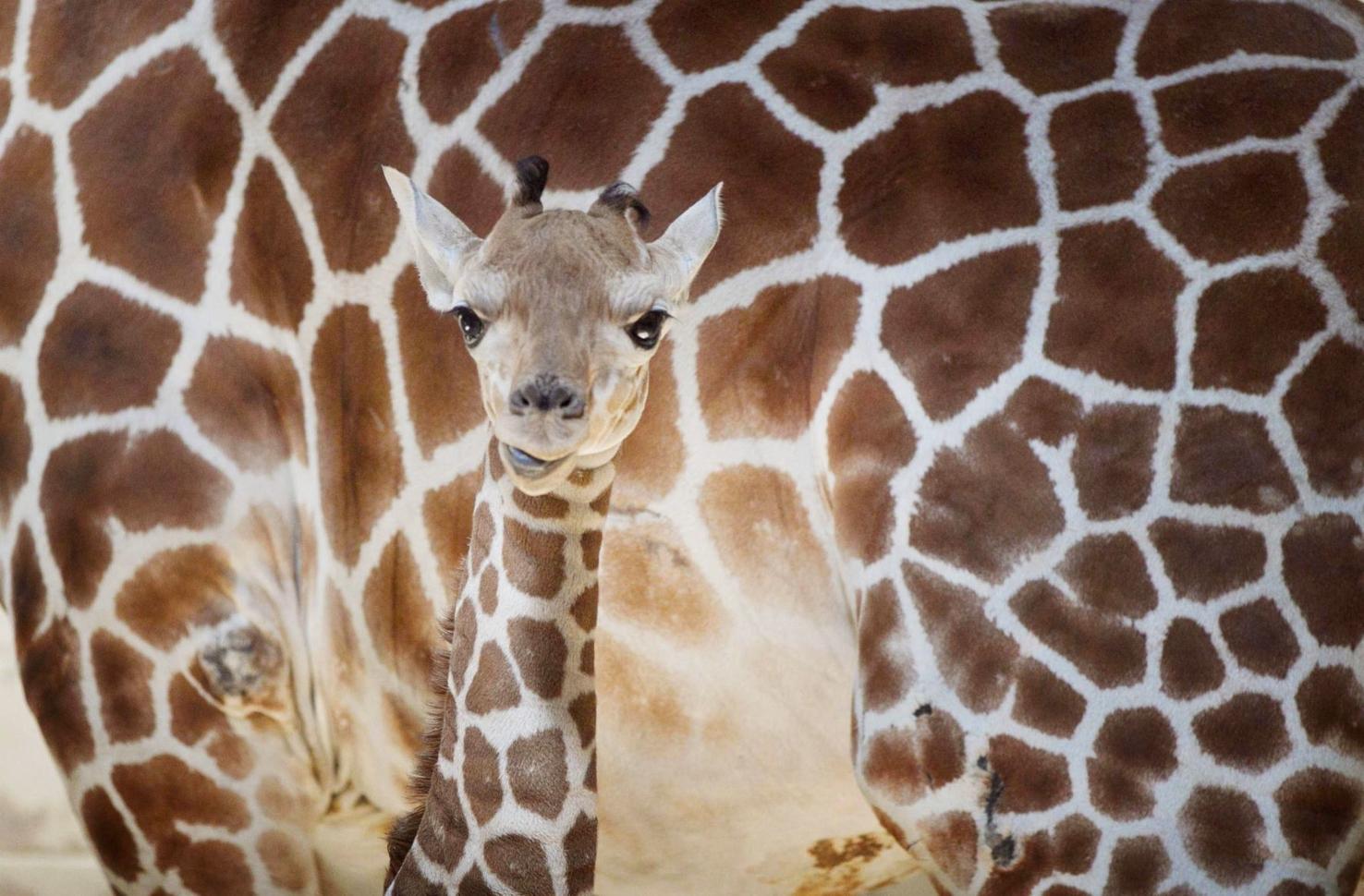 Photos: 50 of our favorite shots of Omaha zoo creatures through the years
