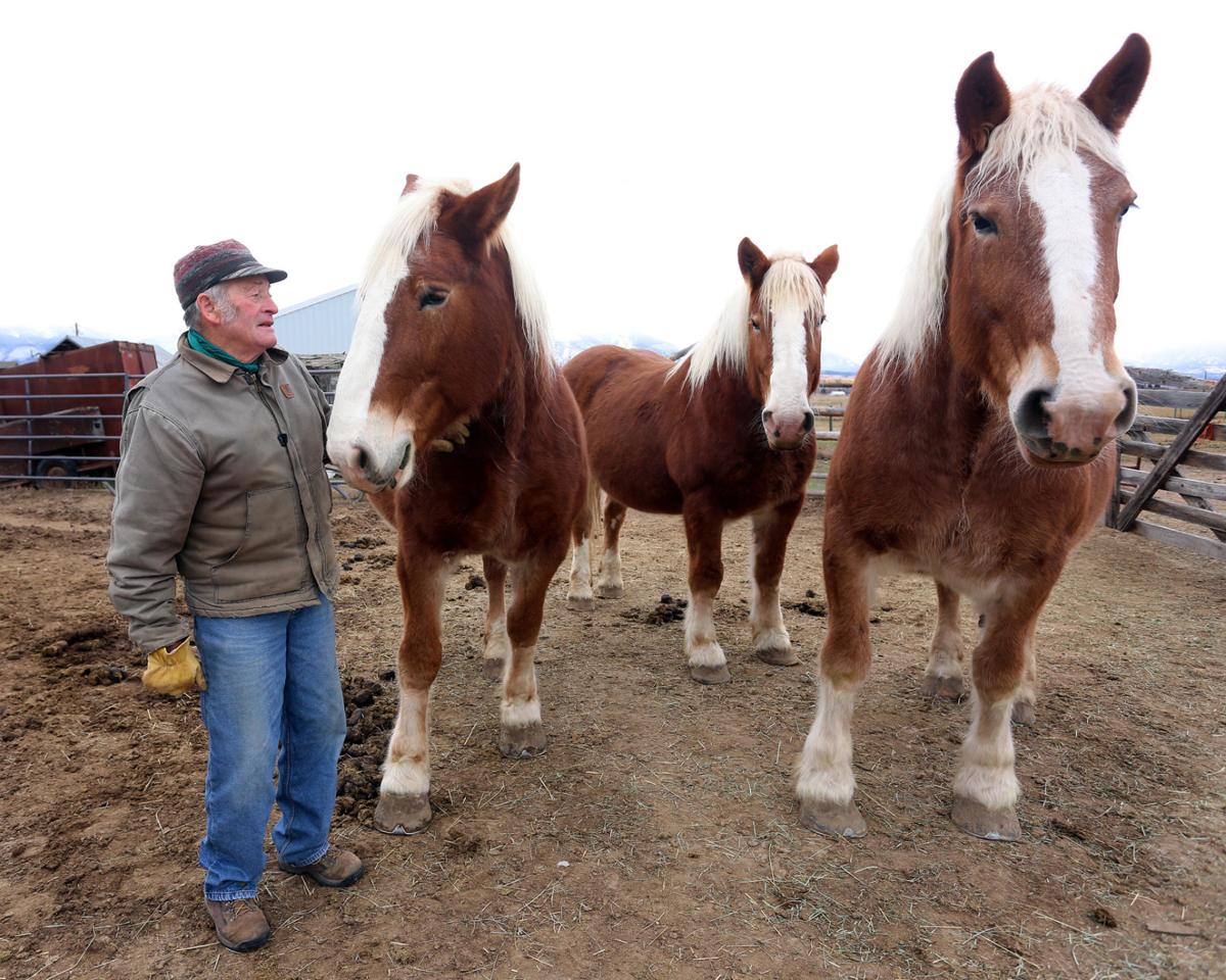 Draft horses play starring role at Stevensville’s Country Christmas