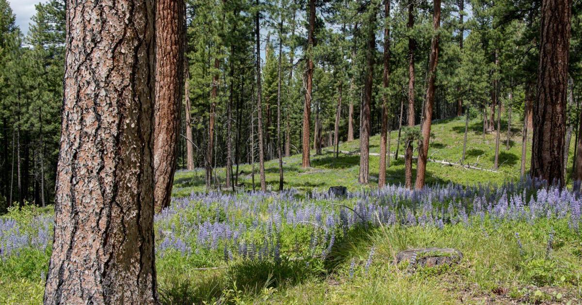 Massive forest project approved to reduce wildfire fuels in the Bitterroot