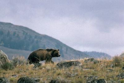Threat or thrill? Where do grizzlies go from here?