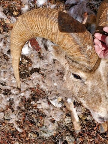 Ram Mystique: The Allure of Wild Sheep - Big Sky Journal