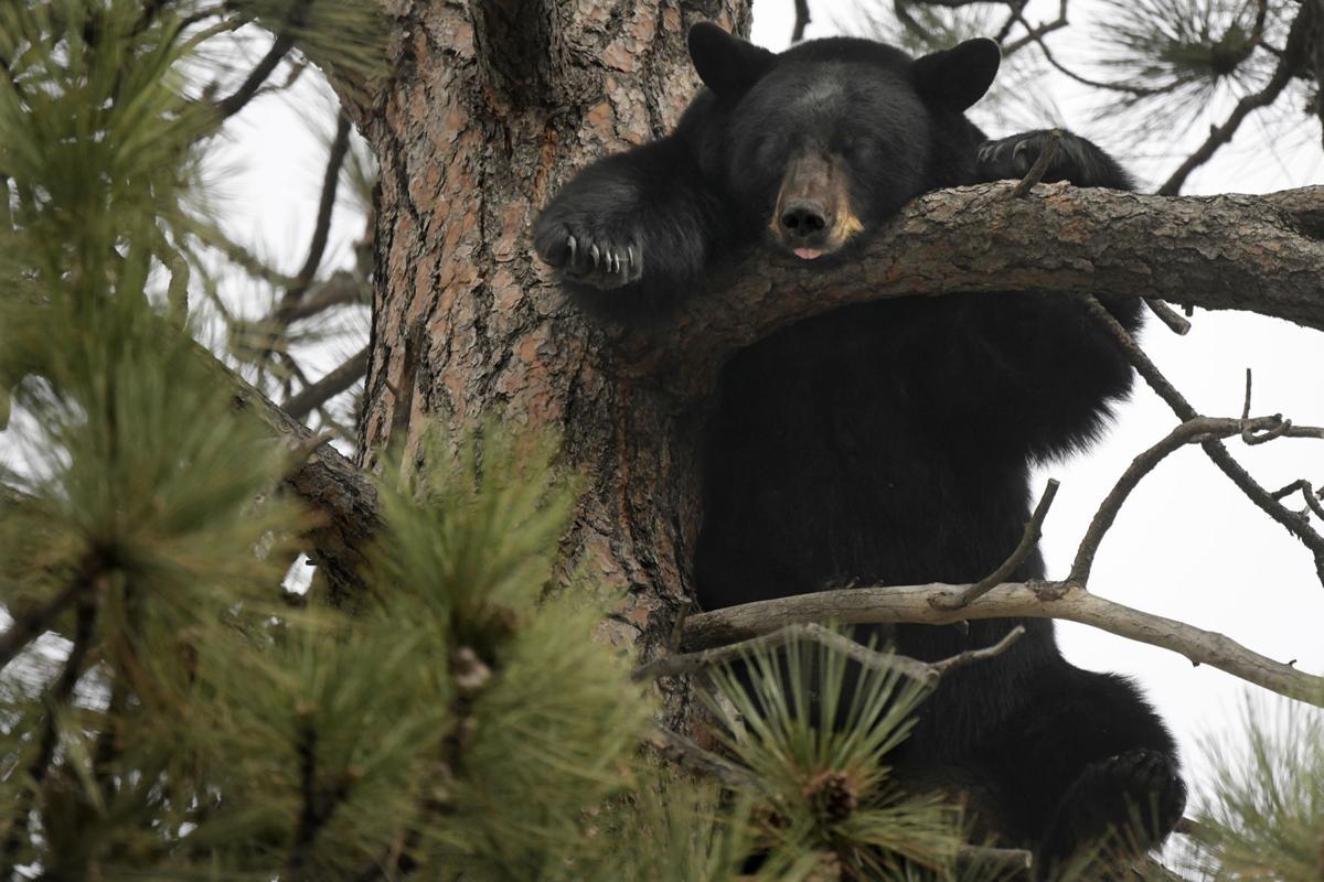 Black bear in the Rattlesnake
