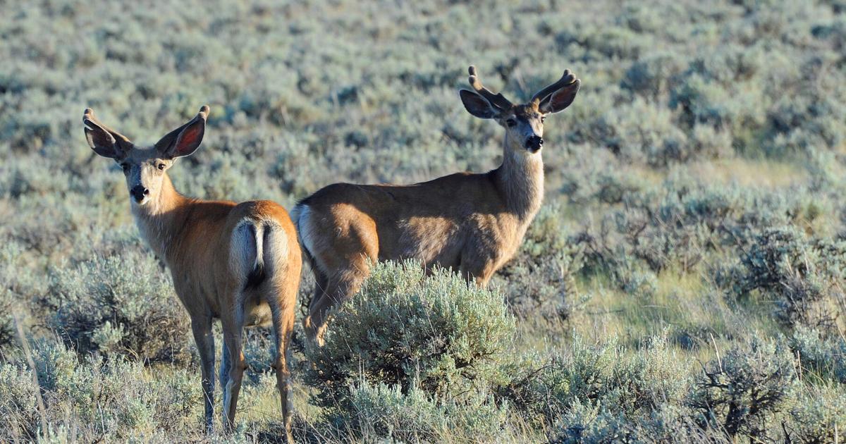 Proposed hunting reg changes reflect declining mule deer populations