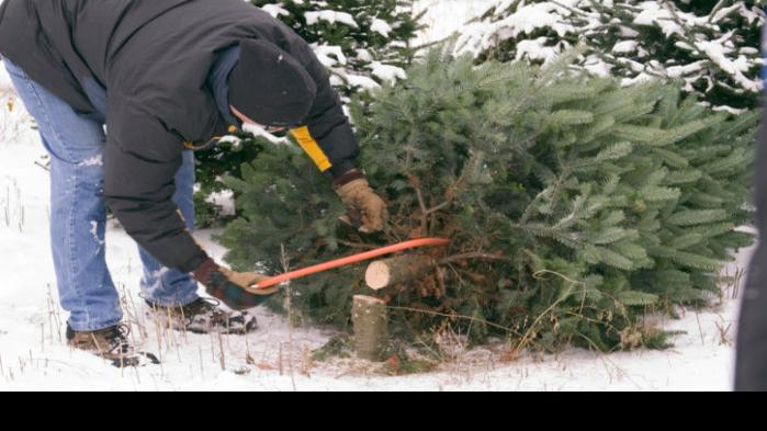 Christmas trees permits available Monday | State-and-regional | ravallirepublic.com
